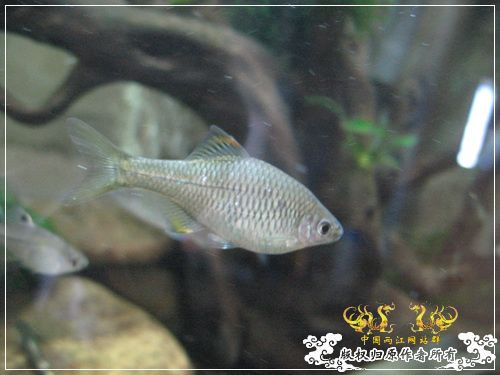 大隐的鰟鮍