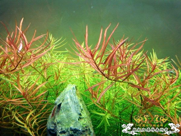 2009年10月秋收季节，我90半个原生造景缸取名学友大哥主题歌：秋意浓！！
