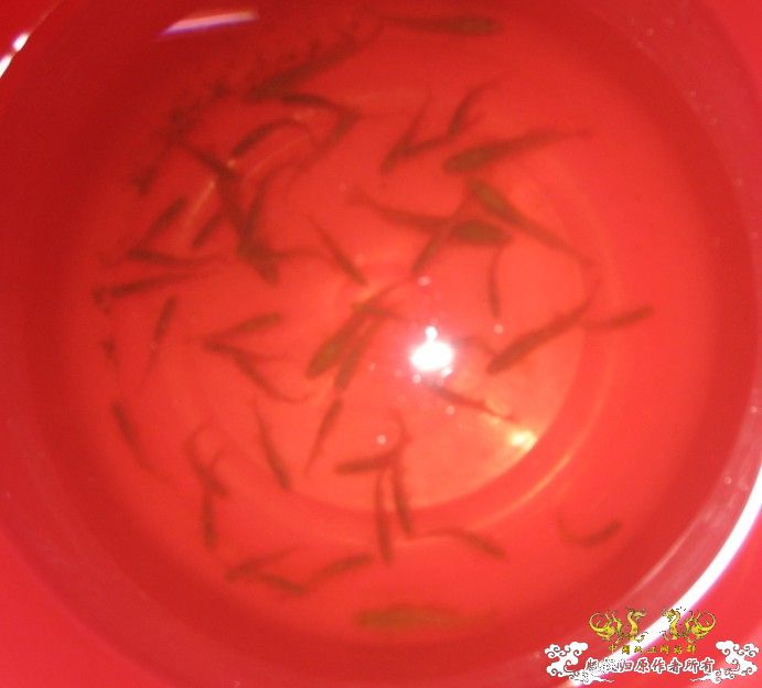 饲料鱼中救得方式40余条,黄幼数条