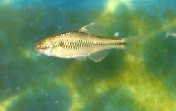 饲料鱼中救得方式40余条,黄幼数条