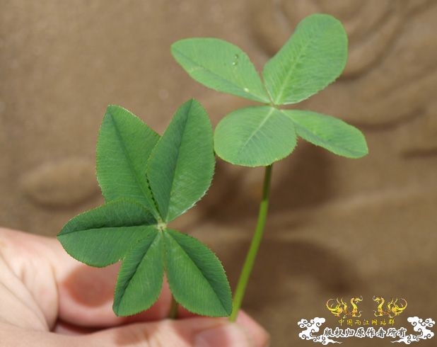谁再赌我采不到这个东西，我就毛了哈！图已上专（上篇）