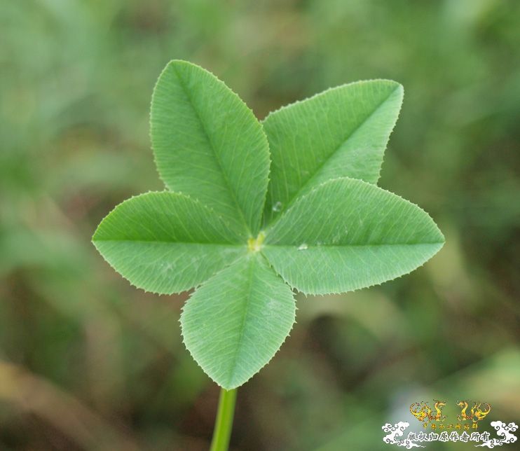 谁再赌我采不到这个东西，我就毛了哈！图已上专（上篇）