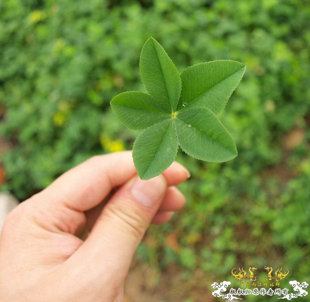谁再赌我采不到这个东西，我就毛了哈！图已上专（上篇）