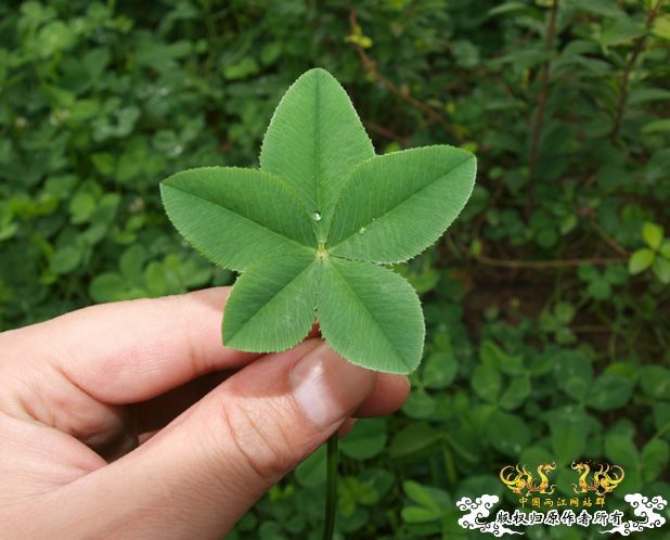 谁再赌我采不到这个东西，我就毛了哈！图已上专（上篇）