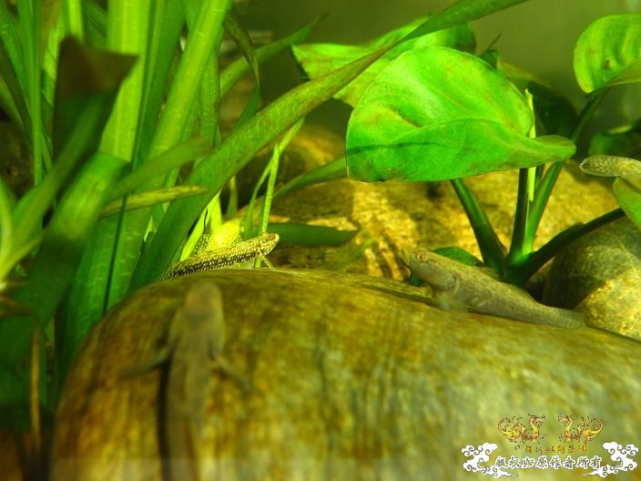 老虎--------新照