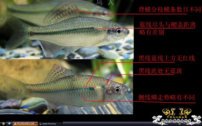 彩副和黑线?