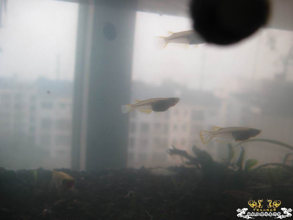 红树林青将挂卵了