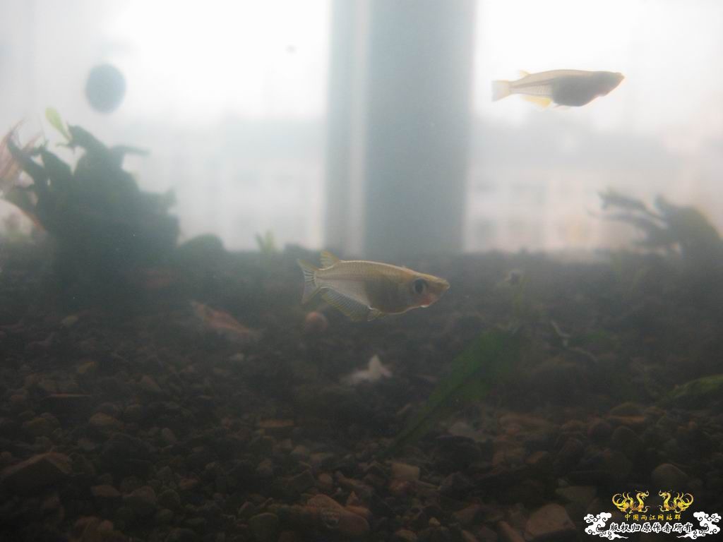 红树林青将挂卵了