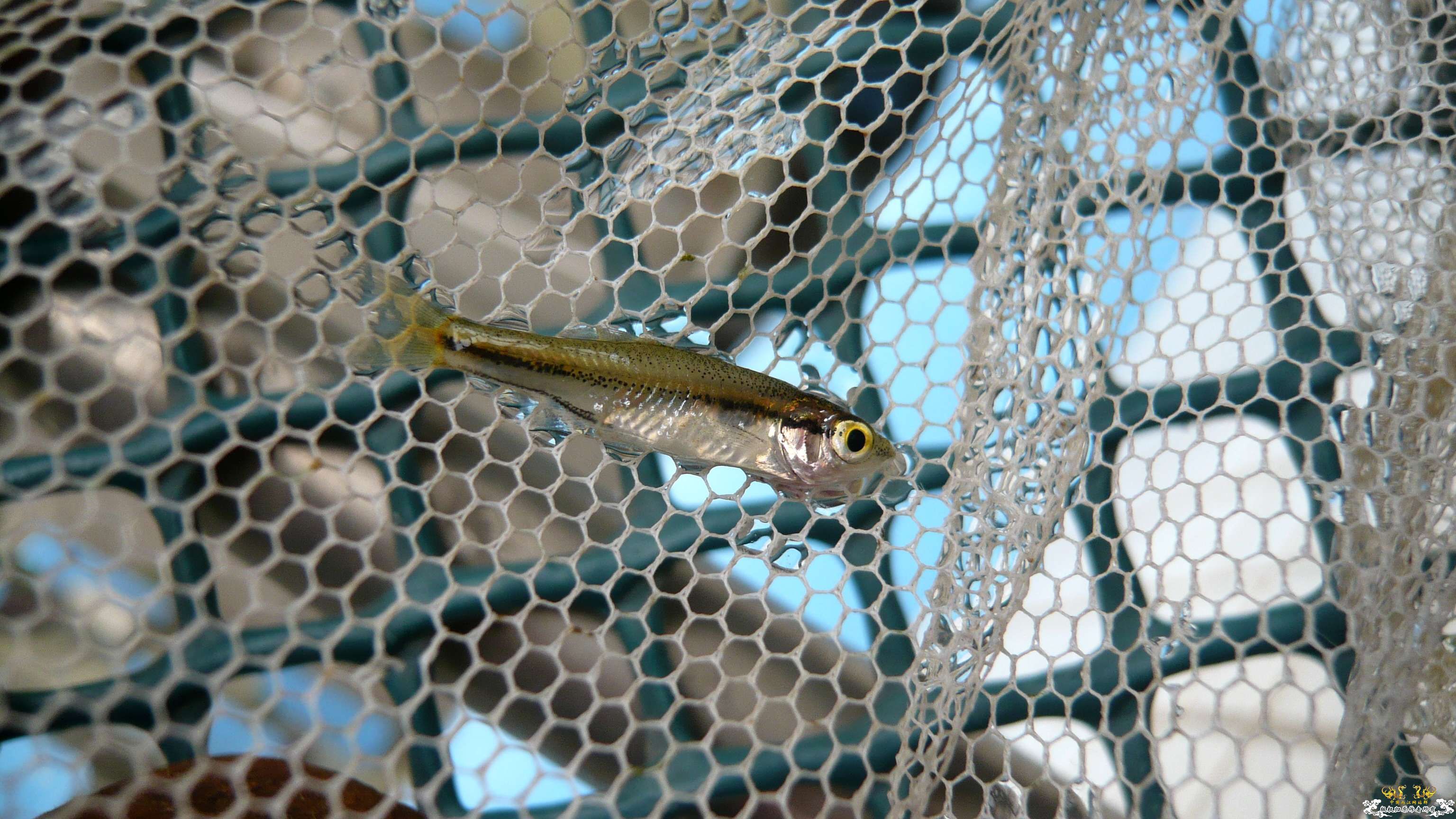 这是南方波鱼吗？