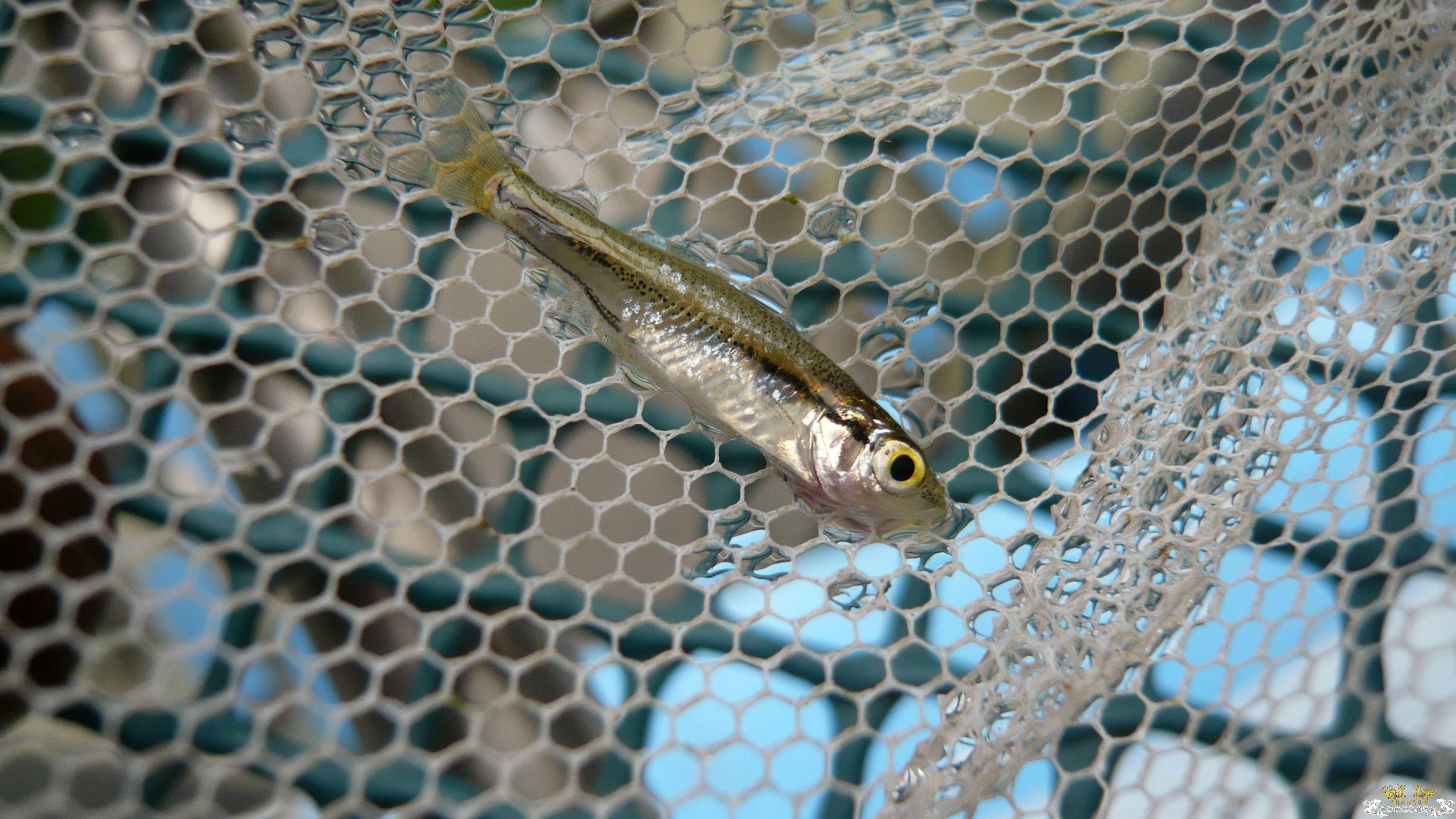 这是南方波鱼吗？