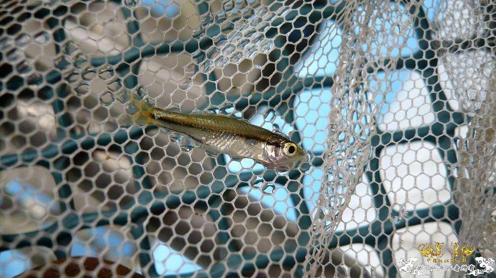 这是南方波鱼吗？