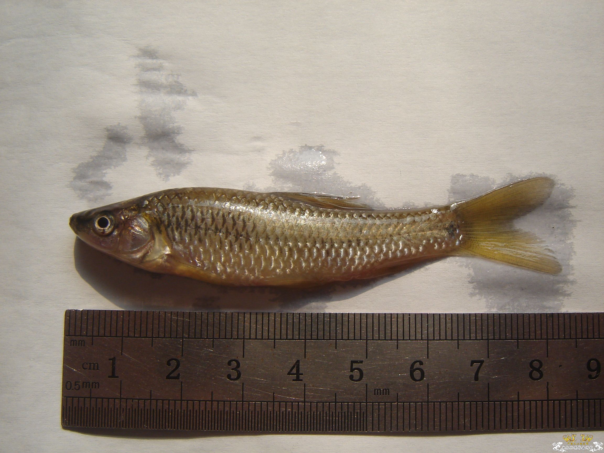 [原创]请教高手，这是3种什么鱼？