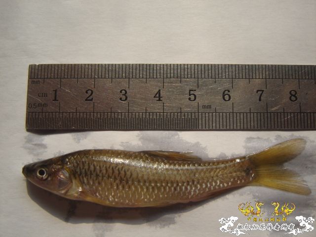 [原创]请教高手，这是3种什么鱼？