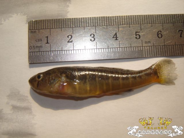 [原创]请教高手，这是3种什么鱼？