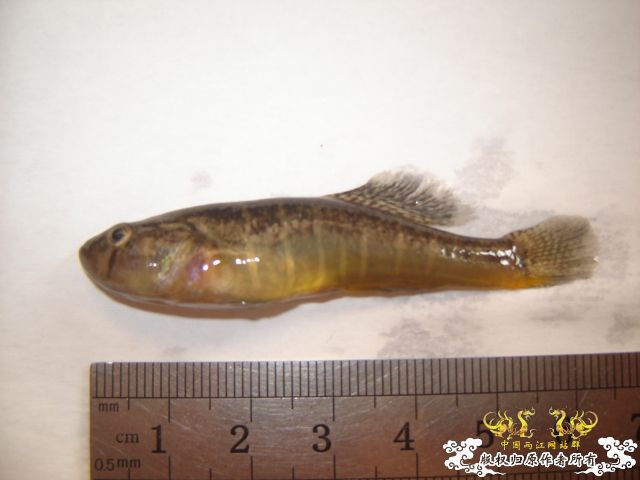 [原创]请教高手，这是3种什么鱼？
