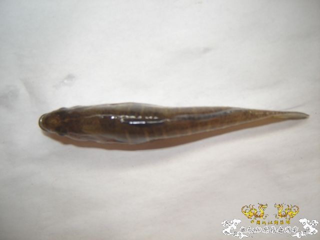 [原创]请教高手，这是3种什么鱼？