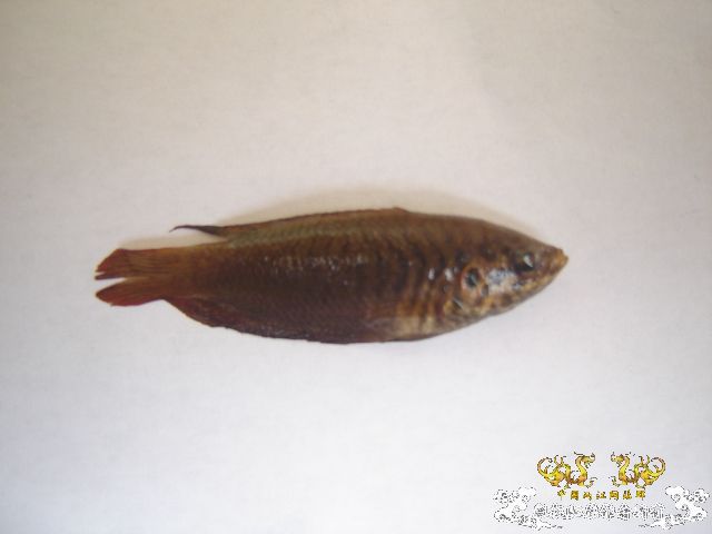 [原创]请教高手，这是3种什么鱼？