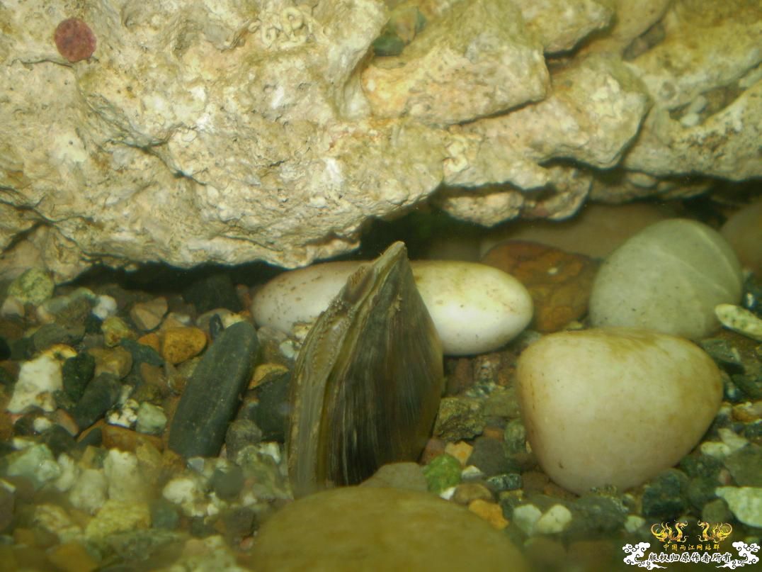 河边小溜的战果