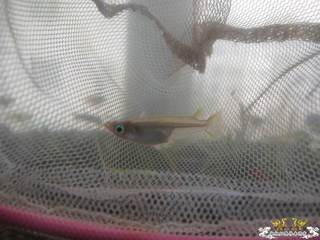 红树林青将挂卵了