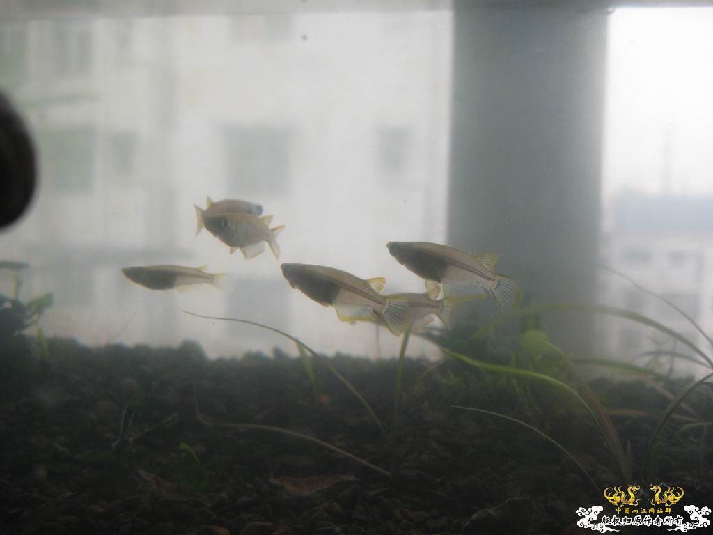 红树林青将挂卵了