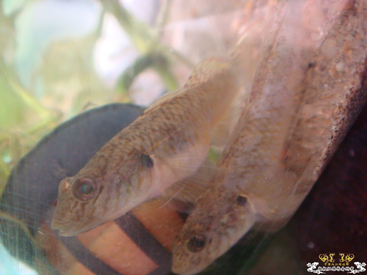 各位老大看看，啥毛病啊。