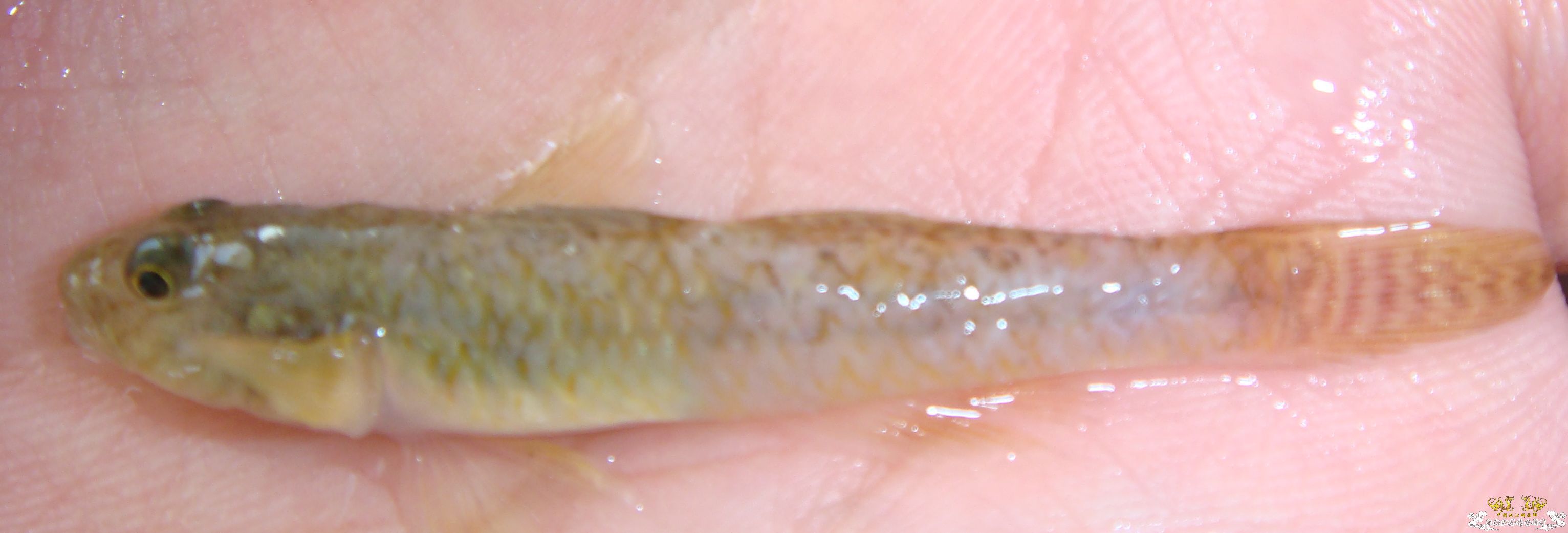 各位老大看看，啥毛病啊。