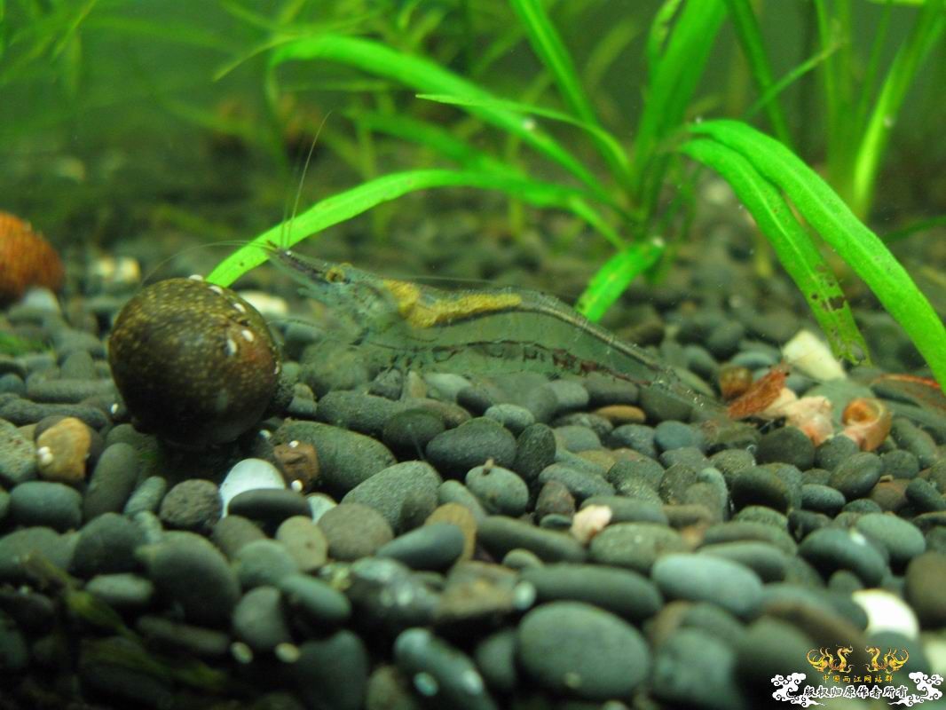 淡水的细足米虾和汽水的捕获的细足...