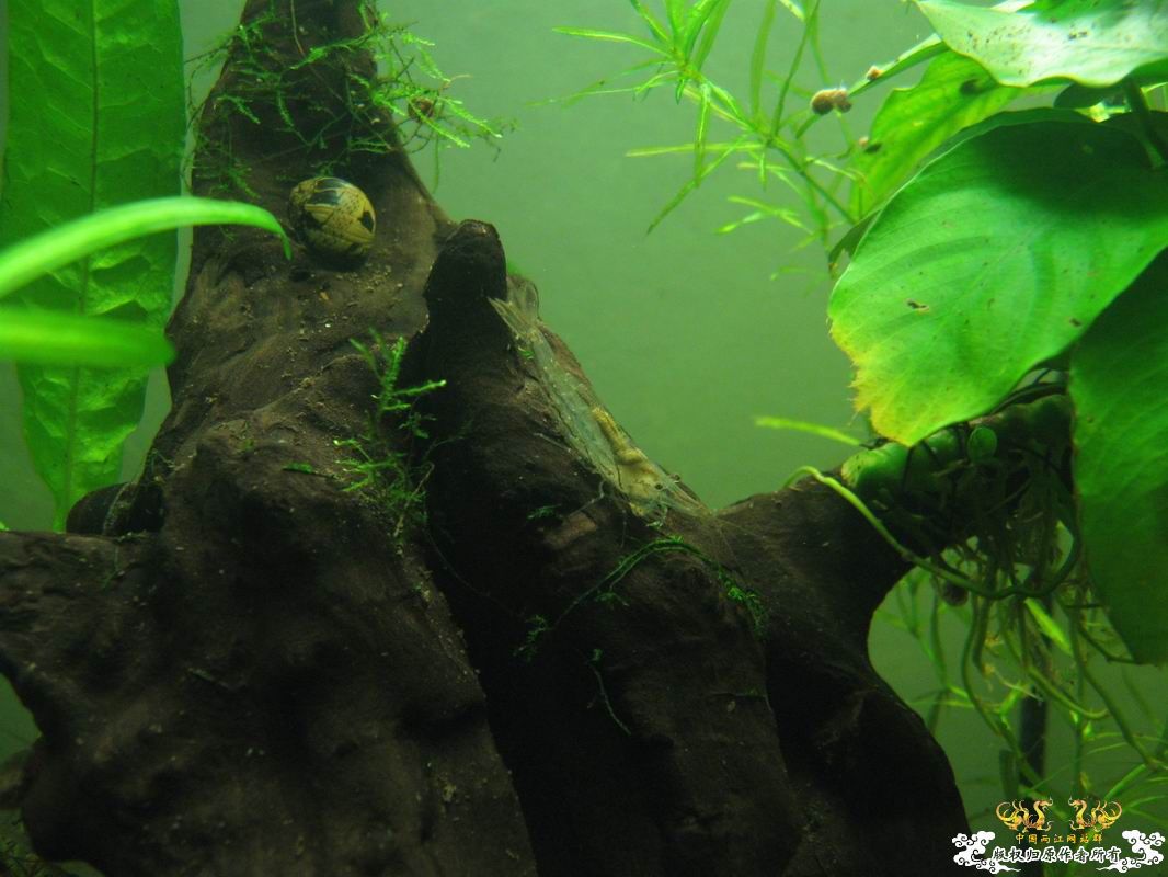 淡水的细足米虾和汽水的捕获的细足...