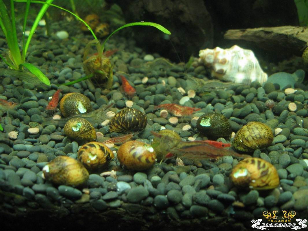 淡水的细足米虾和汽水的捕获的细足...