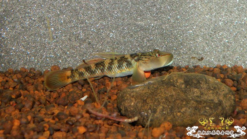 济南褐吻虾虎鱼