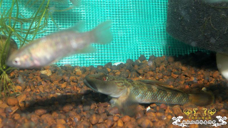 济南褐吻虾虎鱼