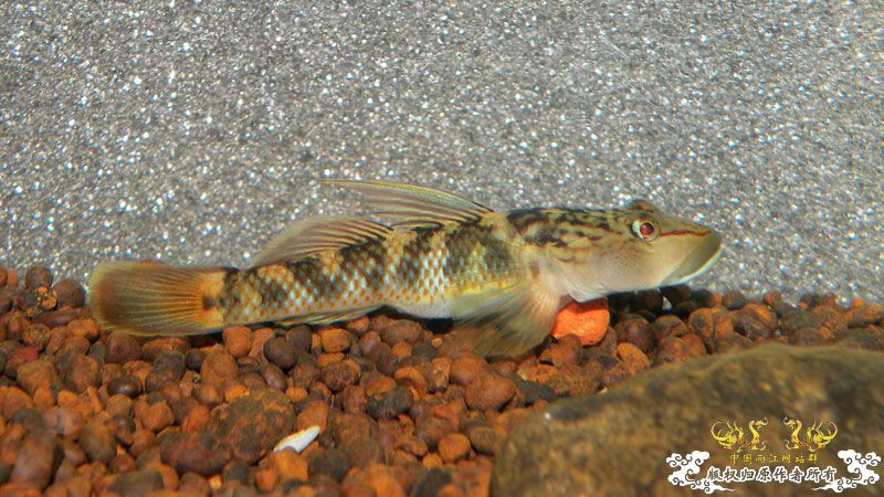 济南褐吻虾虎鱼