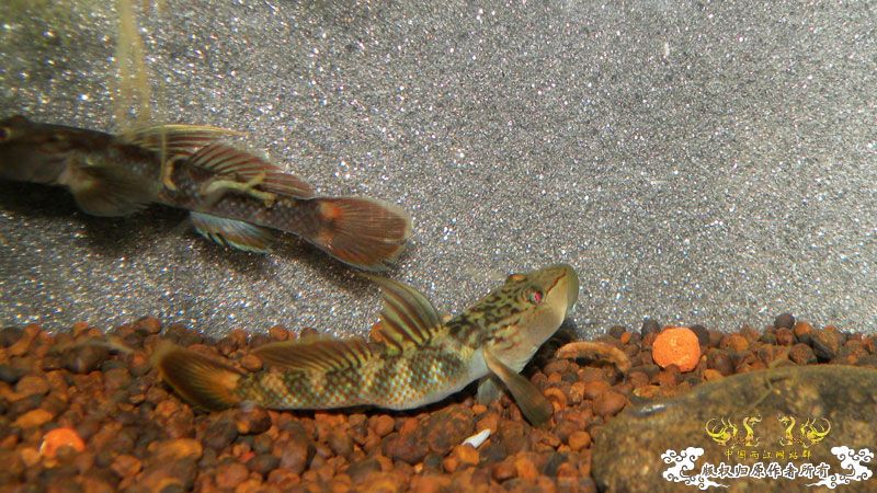 济南褐吻虾虎鱼