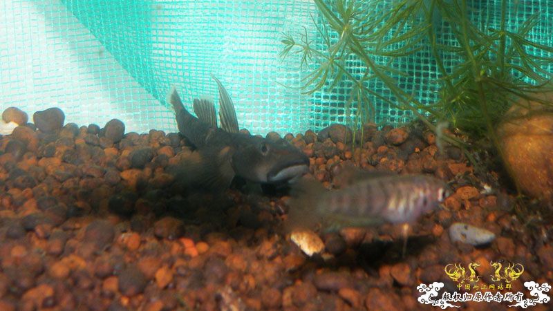 济南褐吻虾虎鱼