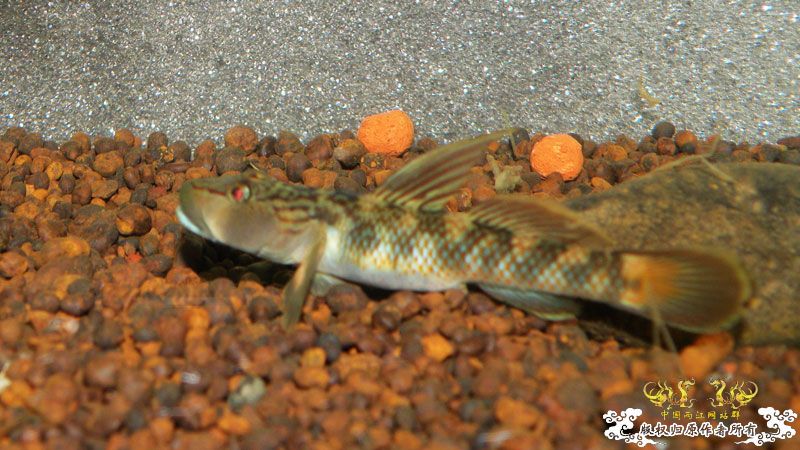 济南褐吻虾虎鱼