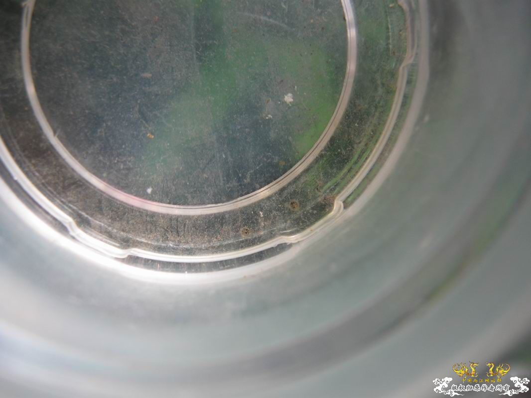 红树林青将挂卵了(更新母鱼抱卵图)
