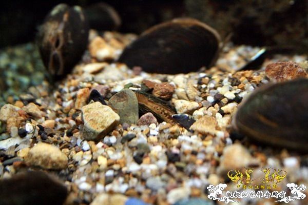 送一批繁殖旁皮用的楔型蚌,圆顶珠蚌