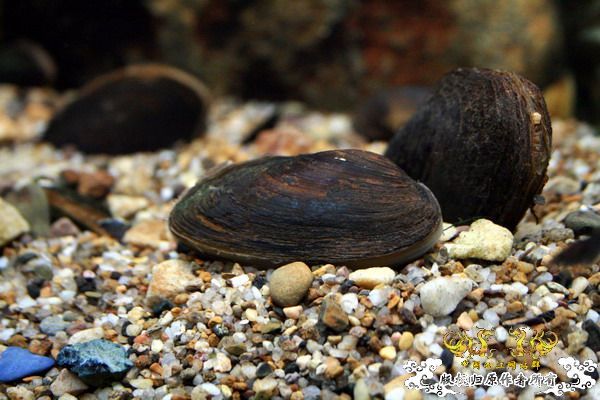 送一批繁殖旁皮用的楔型蚌,圆顶珠蚌
