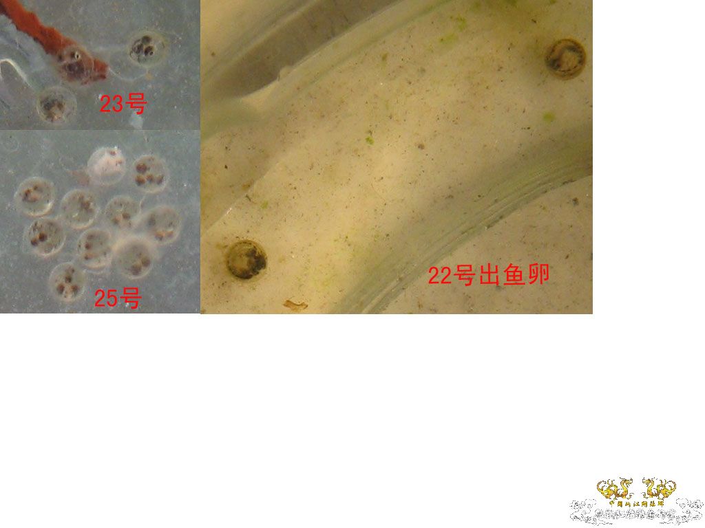 红树林青将挂卵了(鱼卵里的鱼卵长眼睛了18楼更新)