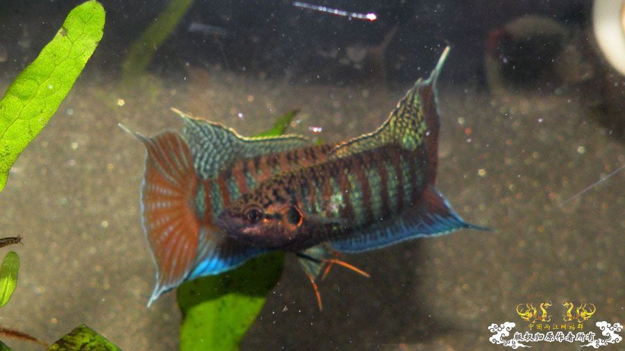 [原创]壮家叉系列之壮家靖西叉PK