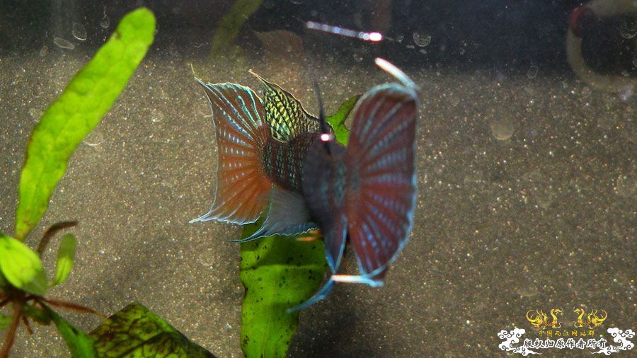 [原创]壮家叉系列之壮家靖西叉PK