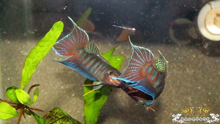 [原创]壮家叉系列之壮家靖西叉PK