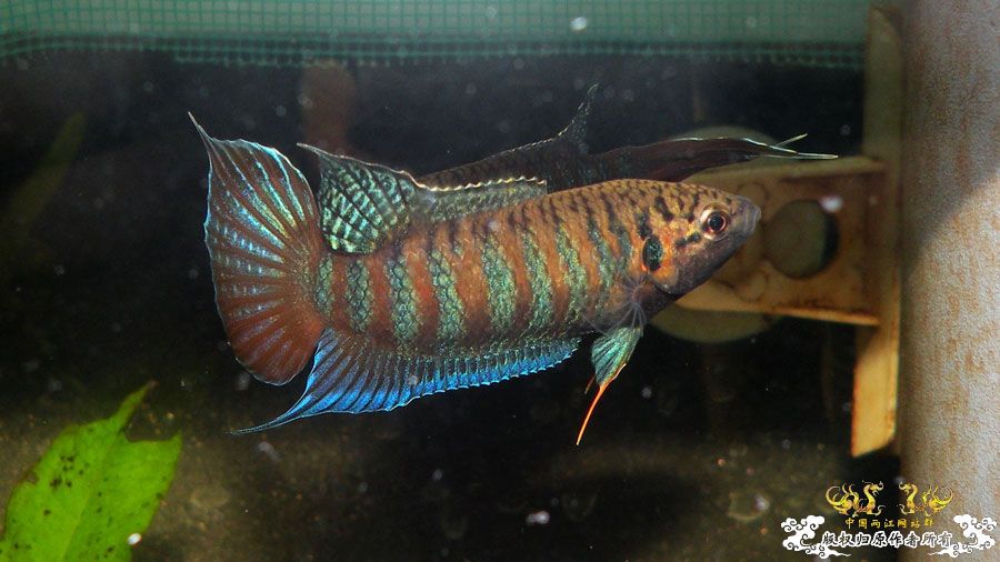 [原创]壮家叉系列之壮家靖西叉PK