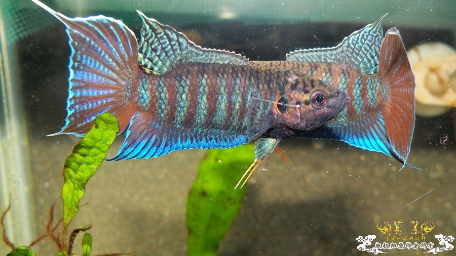 [原创]壮家叉系列之壮家靖西叉PK