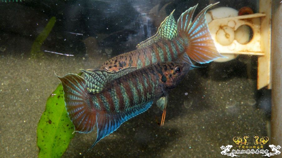 [原创]壮家叉系列之壮家靖西叉PK