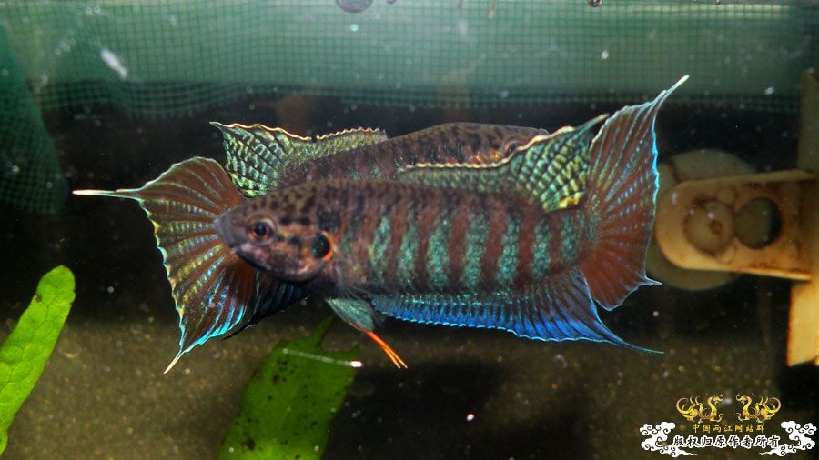 [原创]壮家叉系列之壮家靖西叉PK