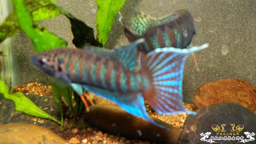 [原创]壮家叉系列之壮家靖西叉PK