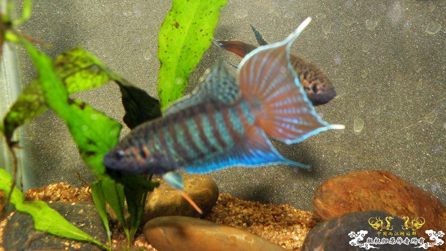 [原创]壮家叉系列之壮家靖西叉PK