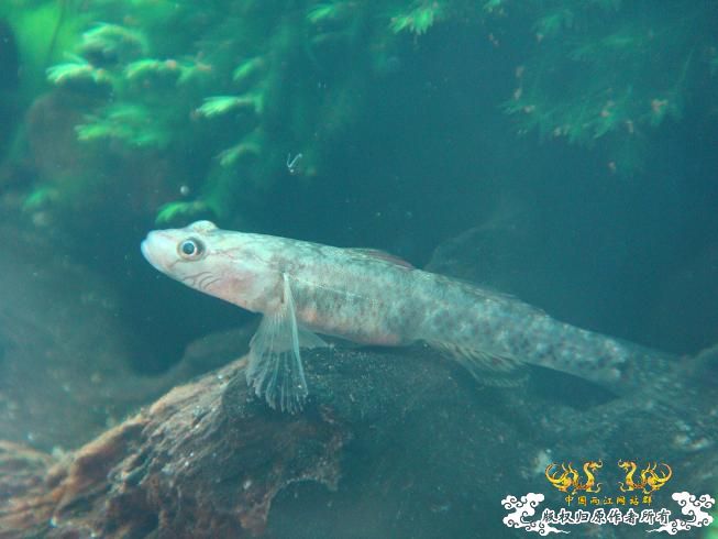 颊纹吻虾虎