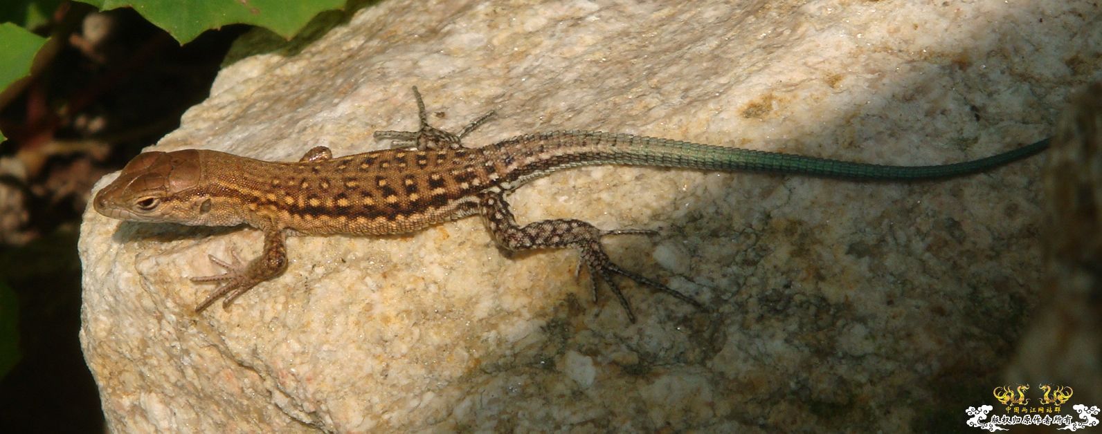 丽斑麻蜥（Eremias argus）生态小照～～